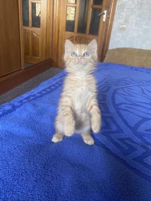 Плюшка прямоушка