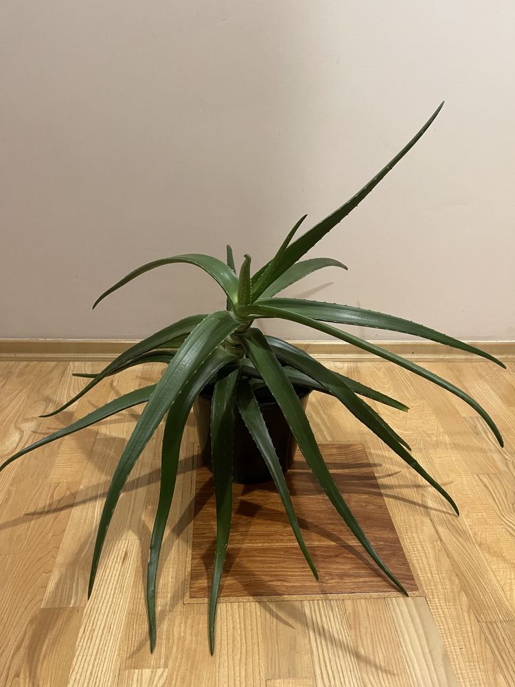 Aloes vera- leczniczy