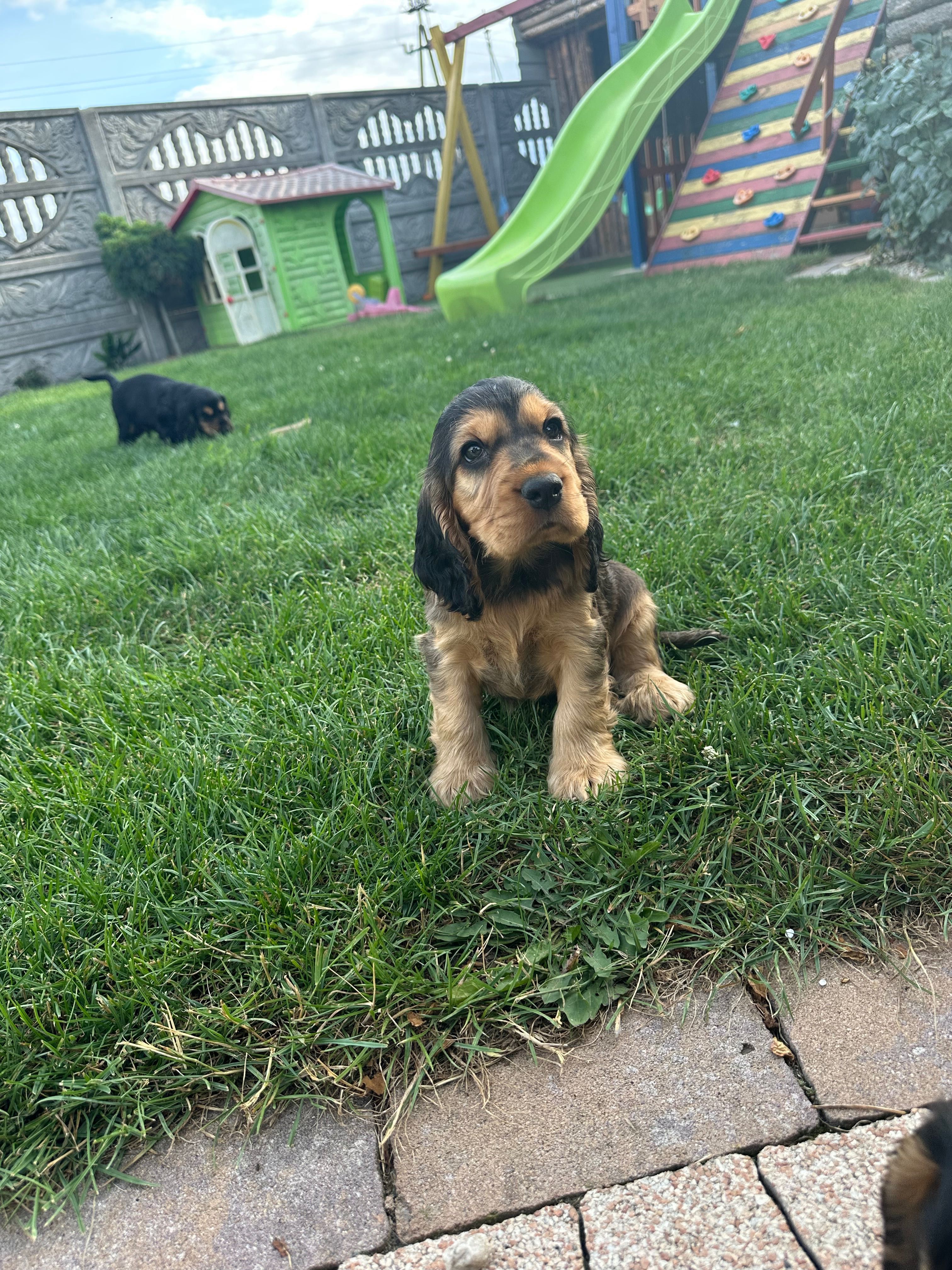 Szczeniak Cocker Spaniel - Sobolowe