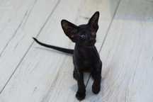 Peterbald orientalny kocurek gotowy do zmiany domku