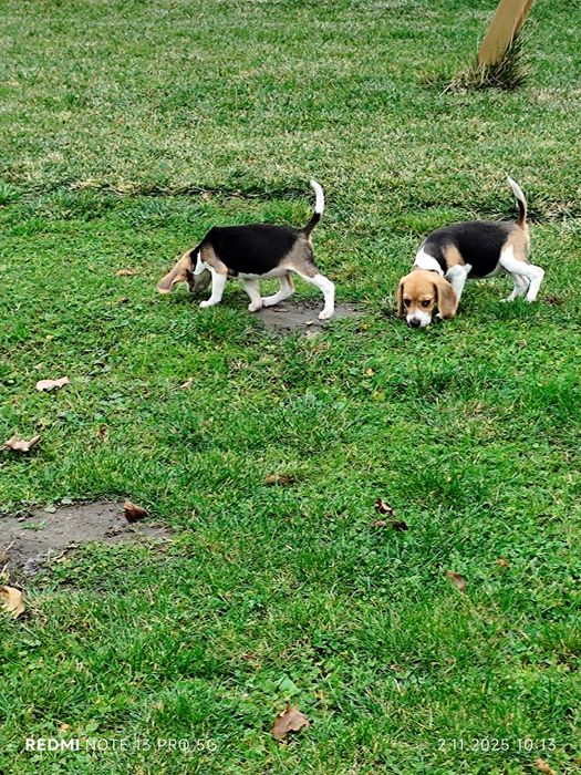 Suczka Beagle gotowa do odbioru metryka czip wyprawka 3 szczepienia