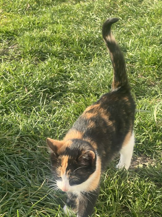 Віддам у добрі руки кошенят задармо