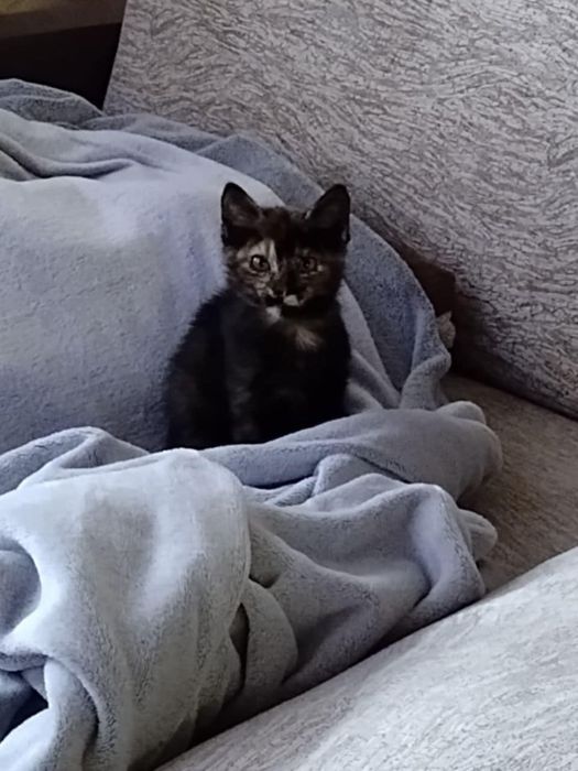 Кошеня у добрі руки
