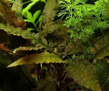 Kryptokoryna Wendta – zwartka Wendta (Cryptocoryne wendtii) – roślina