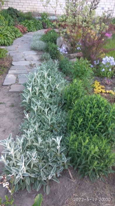 стахис, хосты,  птицемлечник, плющ вечнозелёный