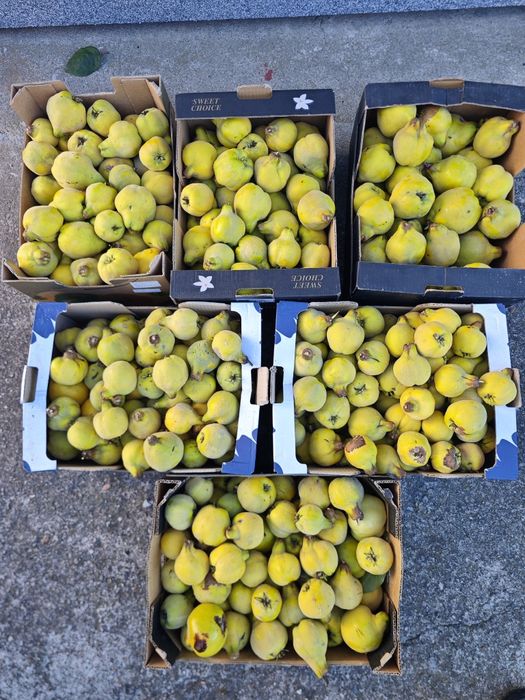 Pigwa gruszkowa z własnego ogrodu na soki nalewki galaretki