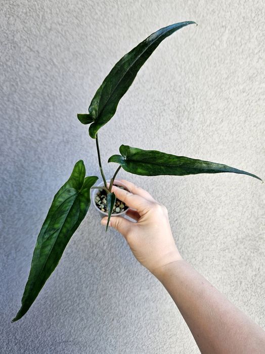 Syngonium Lance Leaf hydroponika