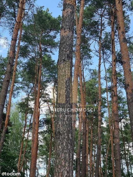 Okazja Mpzp pod Lasem blisko Książenic pod 2 Domy