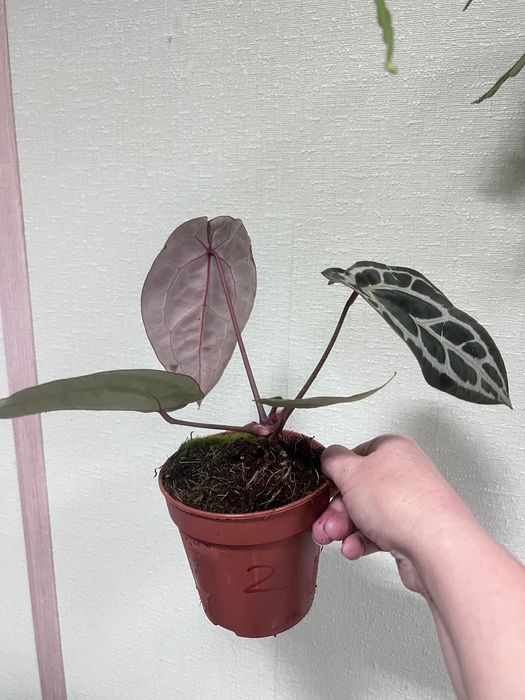 Антуріум пінк блаш колекційний