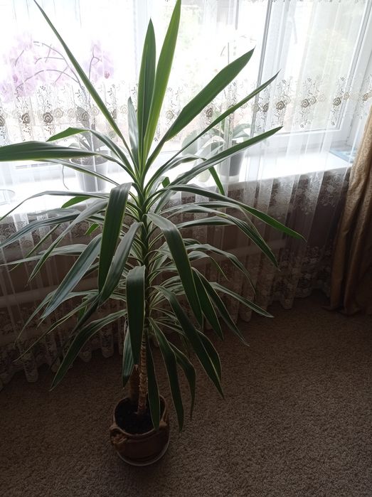 Великі кімнатні рослини пальма 1.80 м, сенсевієрія, фікус..