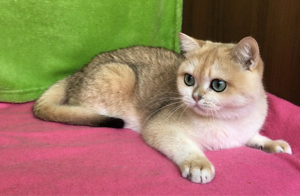 Золотая шиншилла. Девочка.
