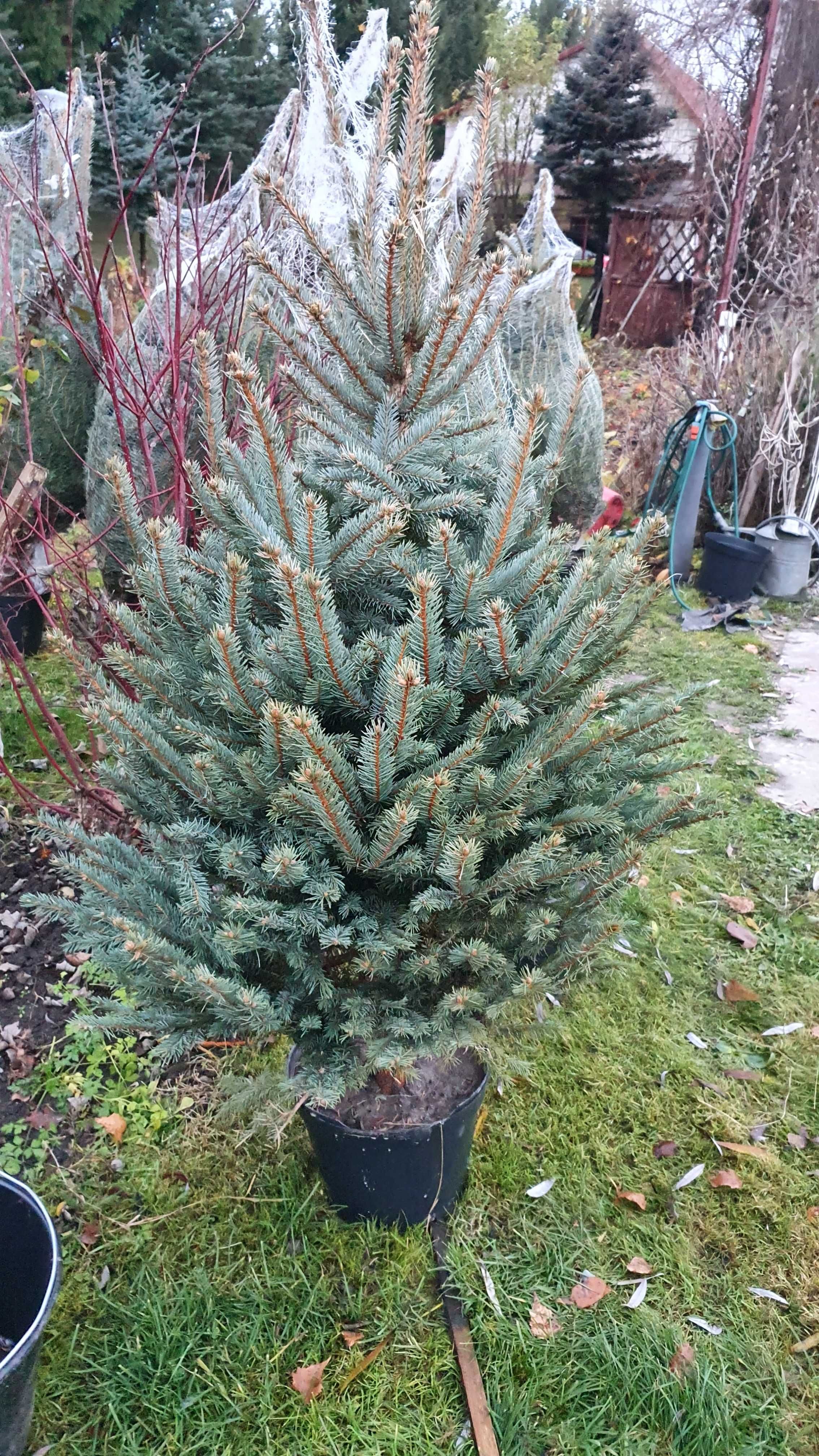 Choinki Plantacja, Świerki, Srebrne, Jodły, Doniczki