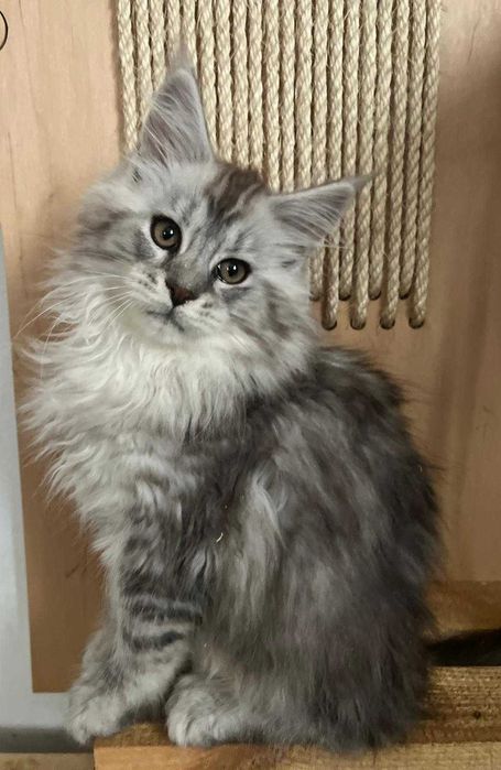 Kocurek Maine Coon czarny ze srebrem pręgowany ns 23 Kocur