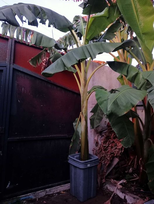 Bananeira com mais de 3 metros