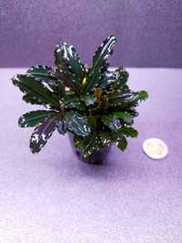 Bucephalandra Blue Green