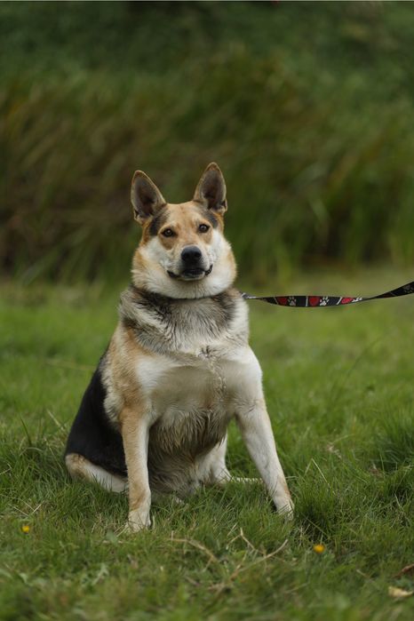 Abel szuka domu na zawsze