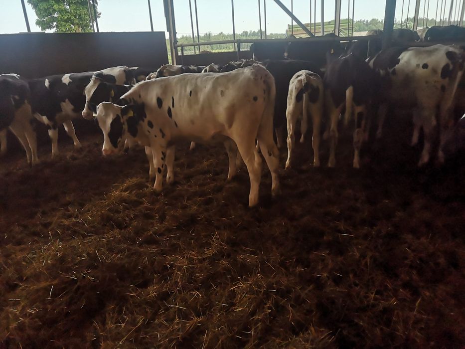 Jałówki mleczne 100 %