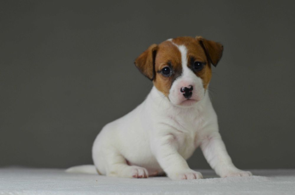 Gładkowłosa AKIRA– rasowy Jack Russell Terrier, metryka ZKwP/FCI