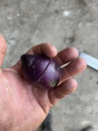 Ziemniaki fioletowe Violetta