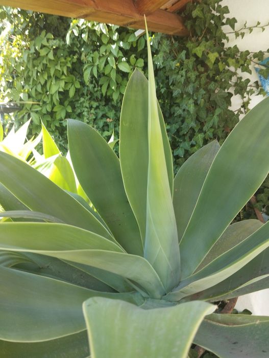 Agaves grandes - suculentas