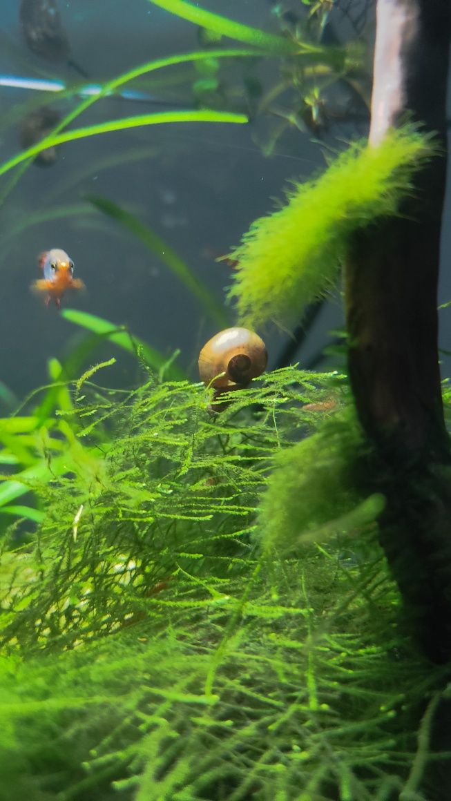 Vendo Planorbis planorbis água doce