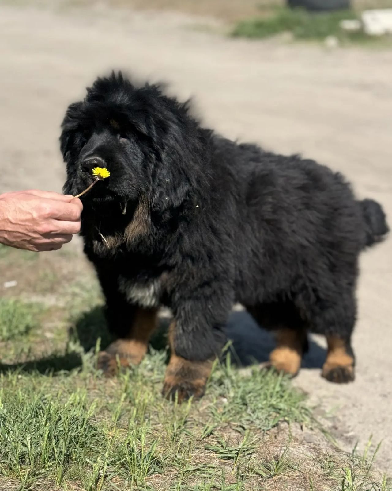 Шикарні хлопчики Тибетського Мастіфа!