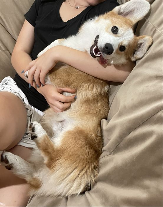 Коргі пемброк вязка