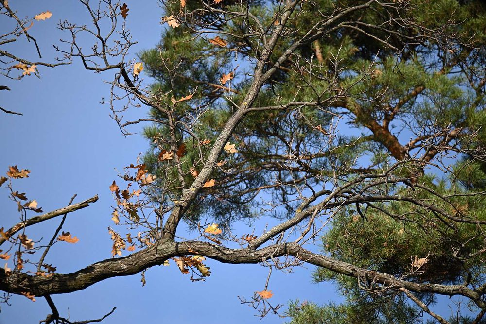 Nikon/Tamron SP 150-600mm F/5-6.3 Di VC USD з мануальним фокусуванням