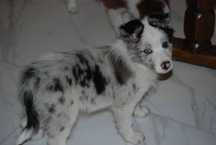 Piesek Border Collie Blue Merle
