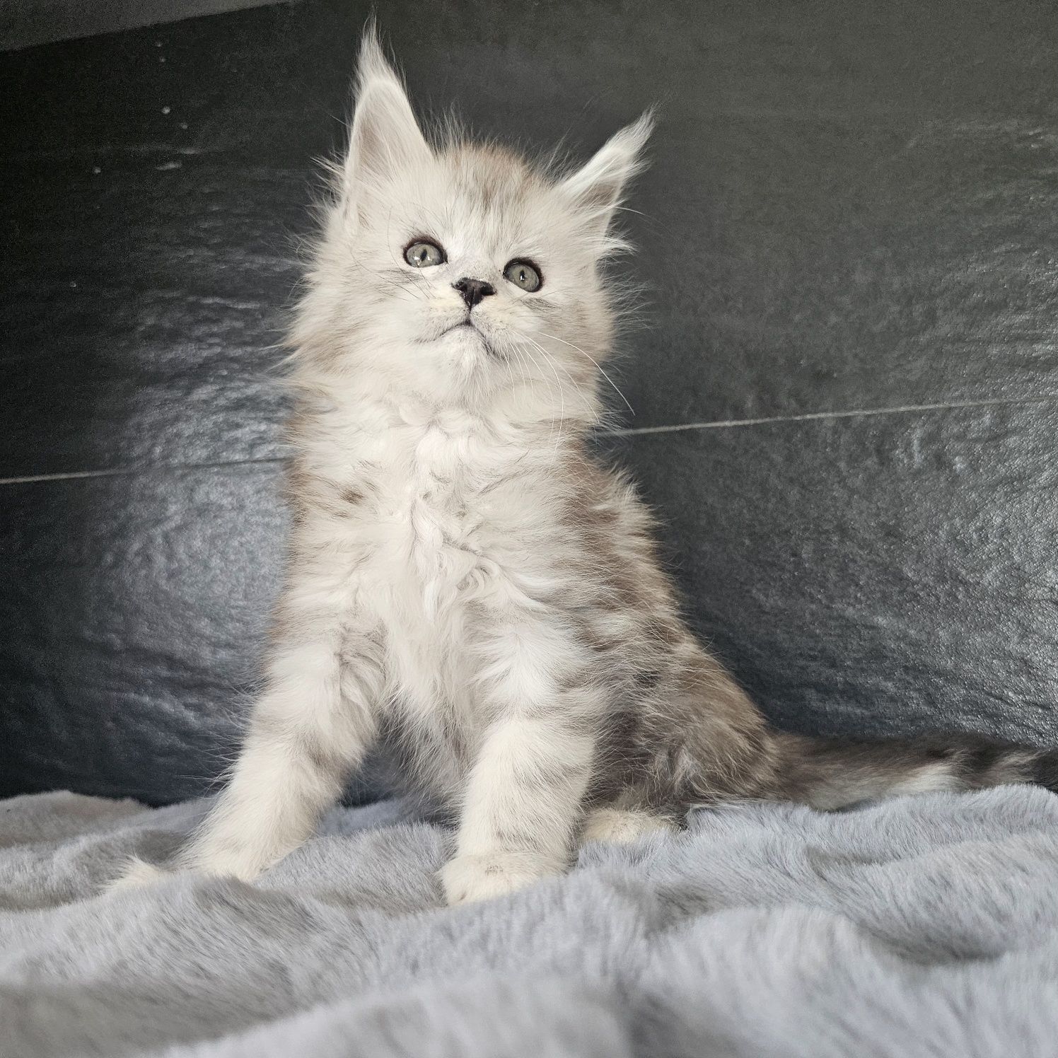 Kocurek Maine coon rodowód fpl FIFe