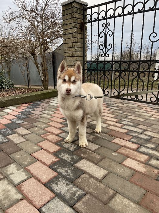 Хаски рижики