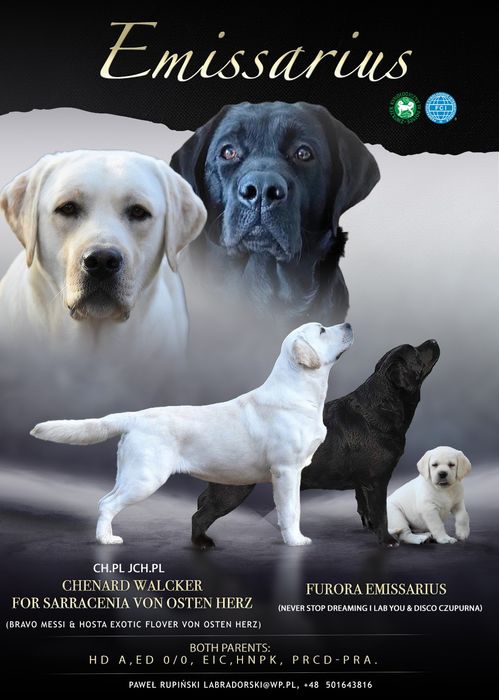 Labrador Retriever suczka, gotowa do odbioru