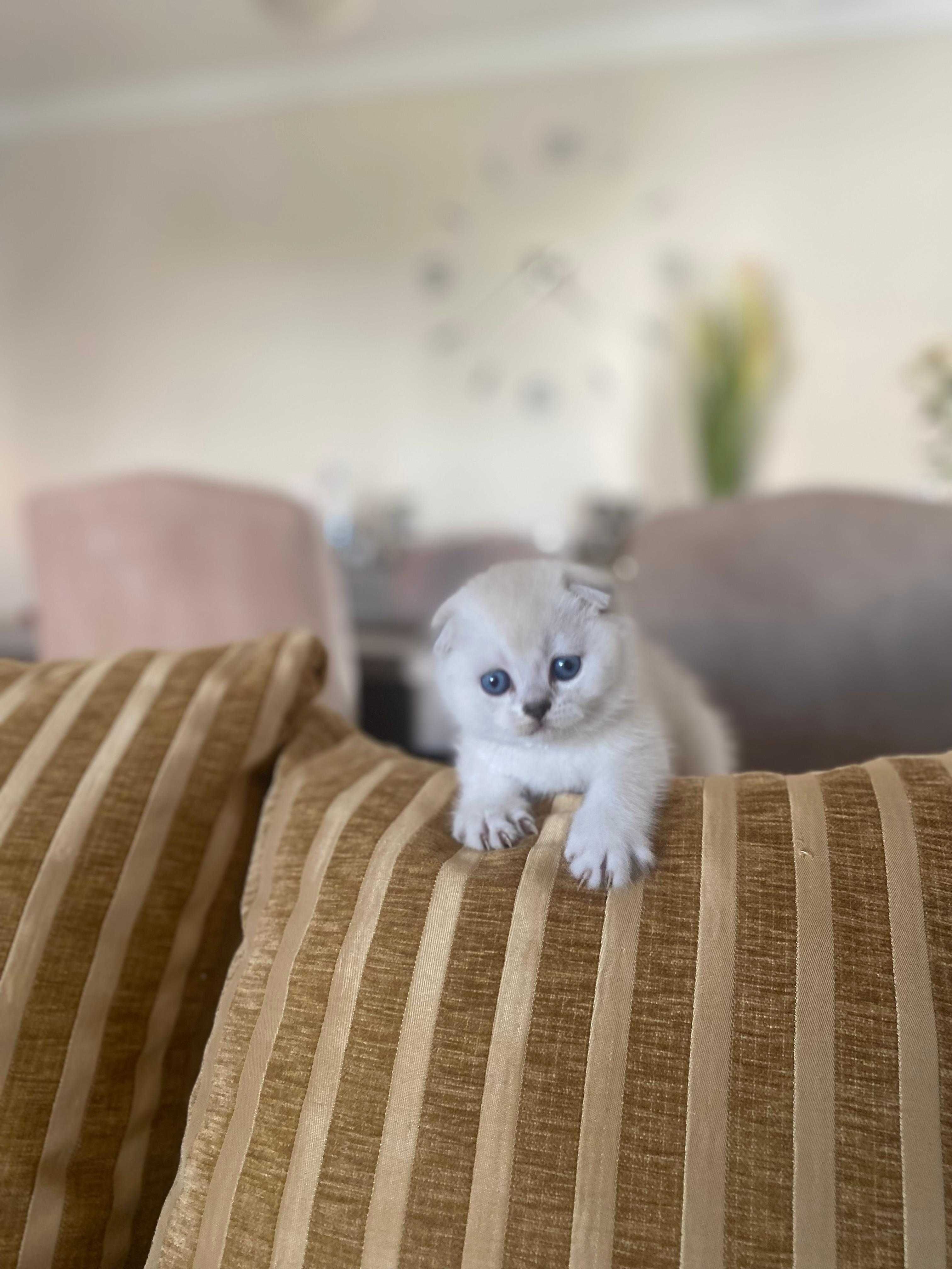 Gatinho Scottish Fold