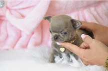 Chihuahua Cudowna Mini Liliowa Suczka