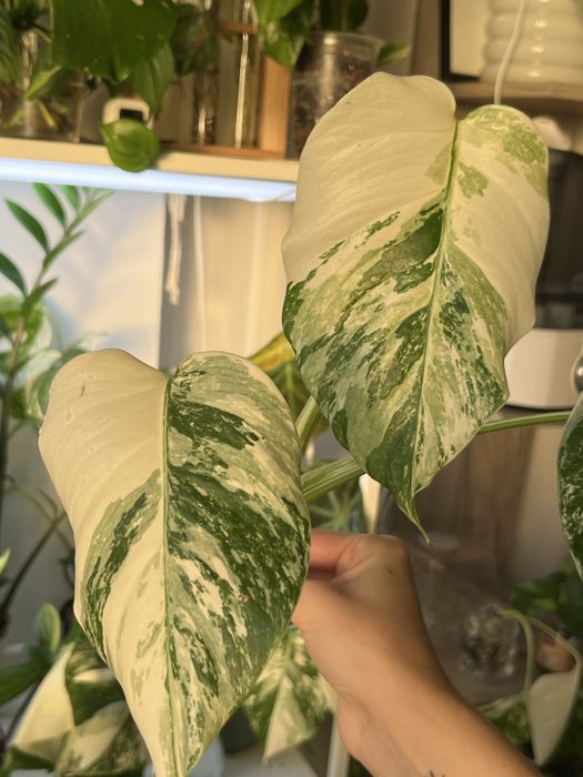 Верхівки монстери альби 2шт