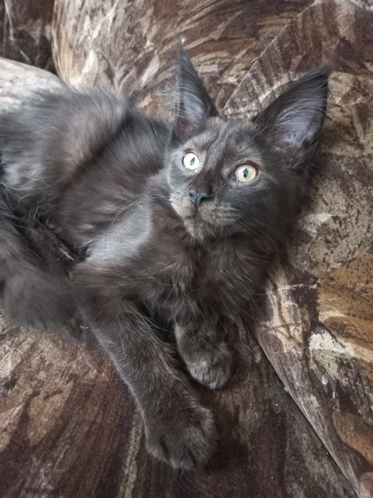 Wesoły kocurek Maine Coon