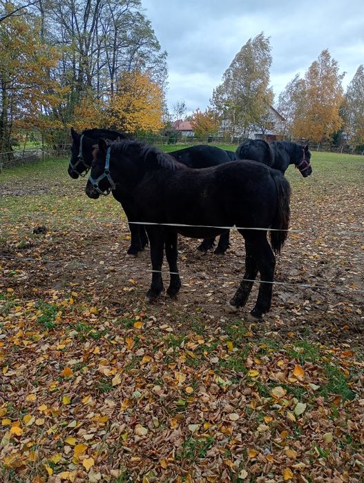Źrebica Zimnokrwista Kara