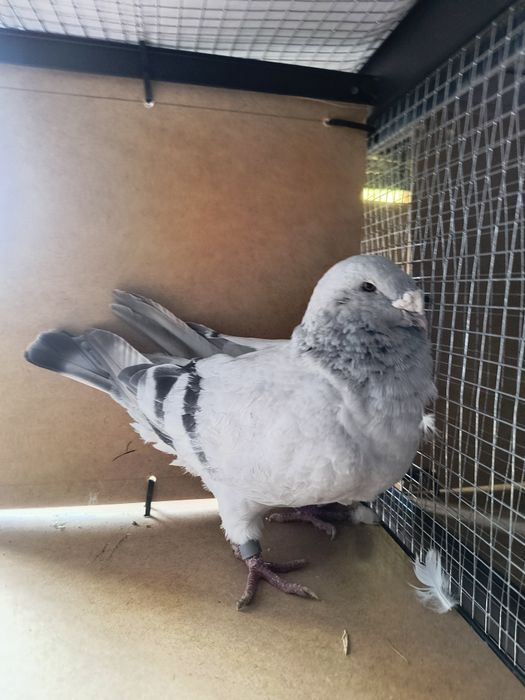 Standard, standart, polski pocztowy wystawowy samiec sprzedam