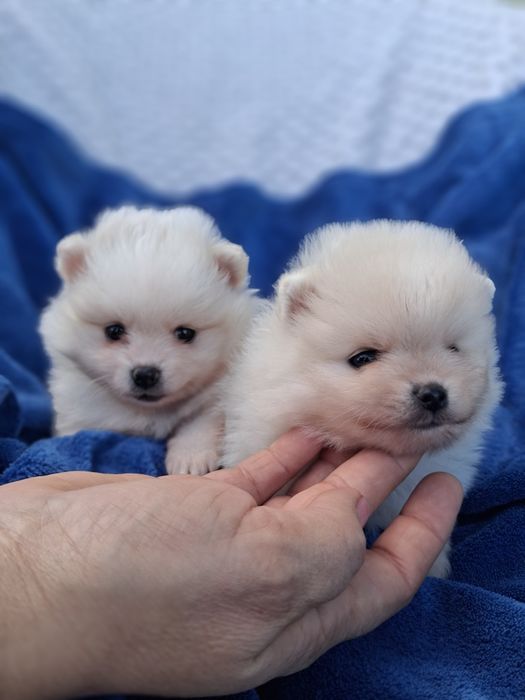 Piesek pomeranian szpic miniaturowy