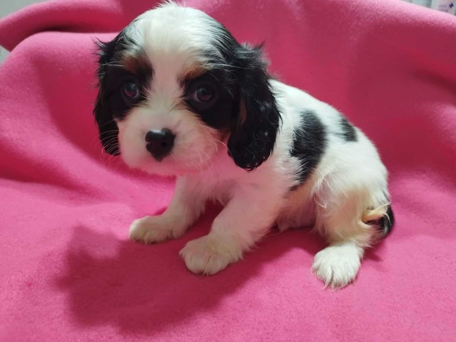 *** Cavalier King Charles Spaniel Malutki Chłopczyk ***