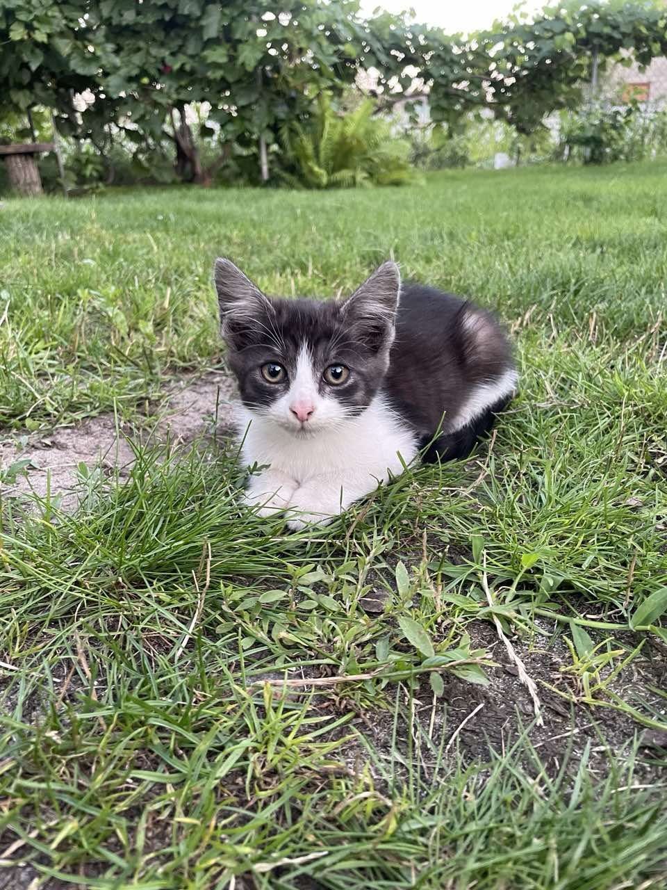 Котенята в добрі руки