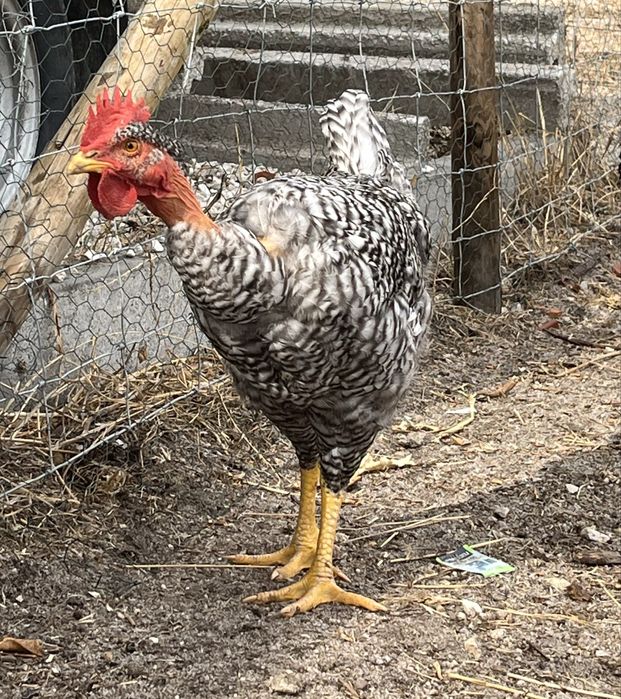 Vendo galos da raça Pedrês Portuguesa