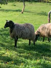 Вівці романівські та ягнята