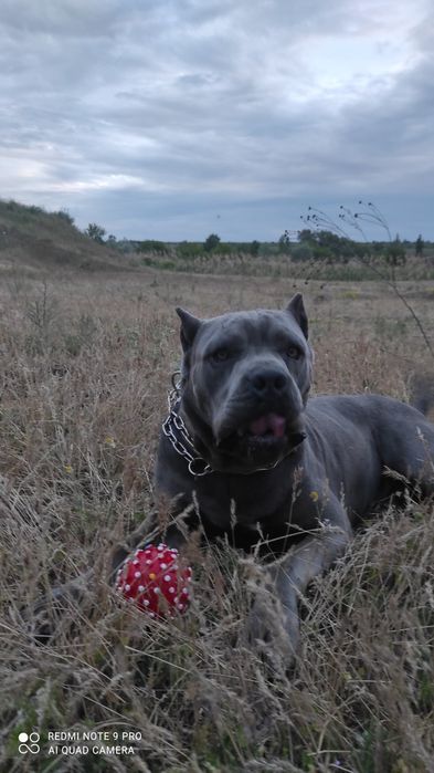 Кобель  Кане Корсо