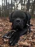 Pies  Cane Corso