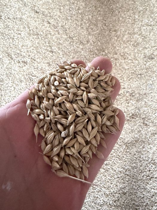 Jęczmien ozimy paszowy