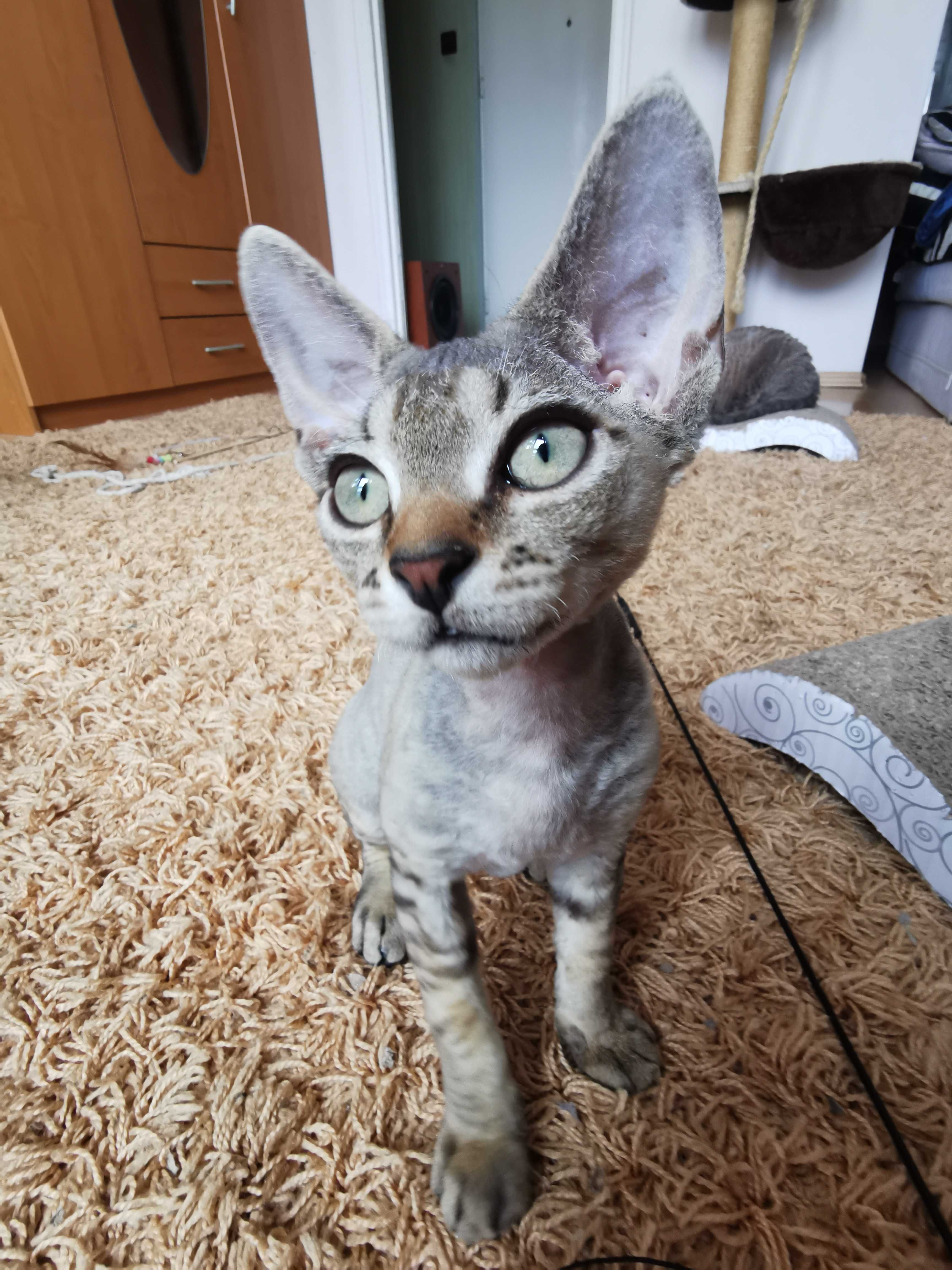 Devon rex gotowy do zmiany domu