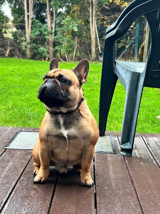 Buldog francuski fci szczenie
