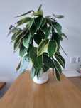 Hoya/hoja macrophylla/latifolia albomarginata
Sprzedam w formie licyt