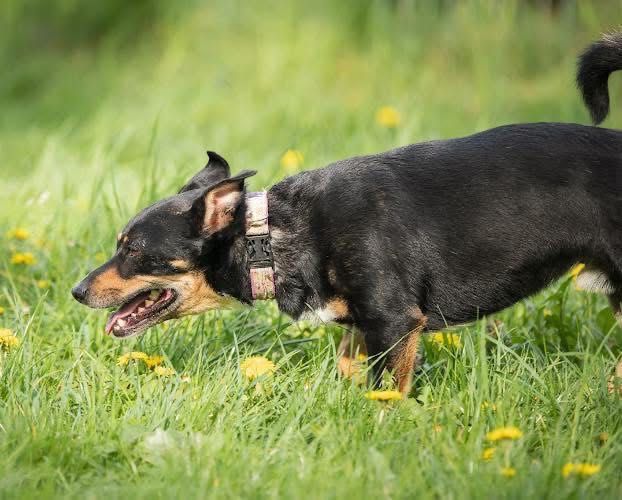 Młody, mały, samotny Oreo do adopcji